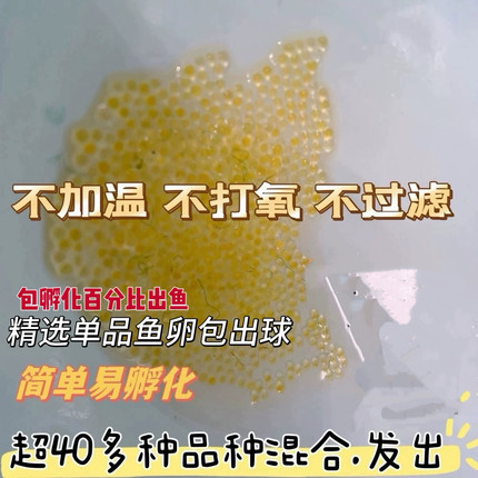 观背青鳉精品天使之翼鱼卵260颗混发16品种混色冷水鱼小型观赏鱼