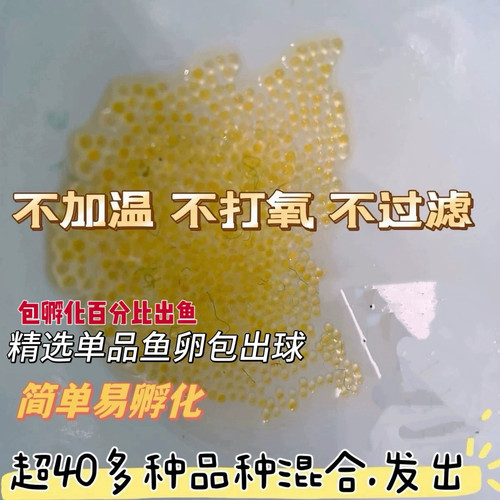 观背青鳉精品天使之翼鱼卵260颗混发16品种混色冷水鱼小型观赏鱼 - 封面