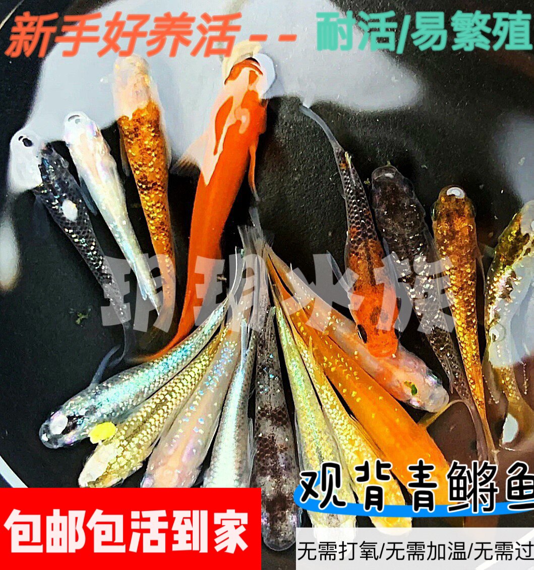 观背青鳉观赏鱼魔法鱼冷水鱼小型锦鲤金鱼淡水鱼不打氧好养活体