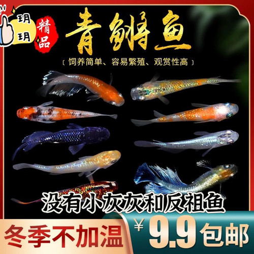 冷水鱼观背青鳉好品种观背青鳉