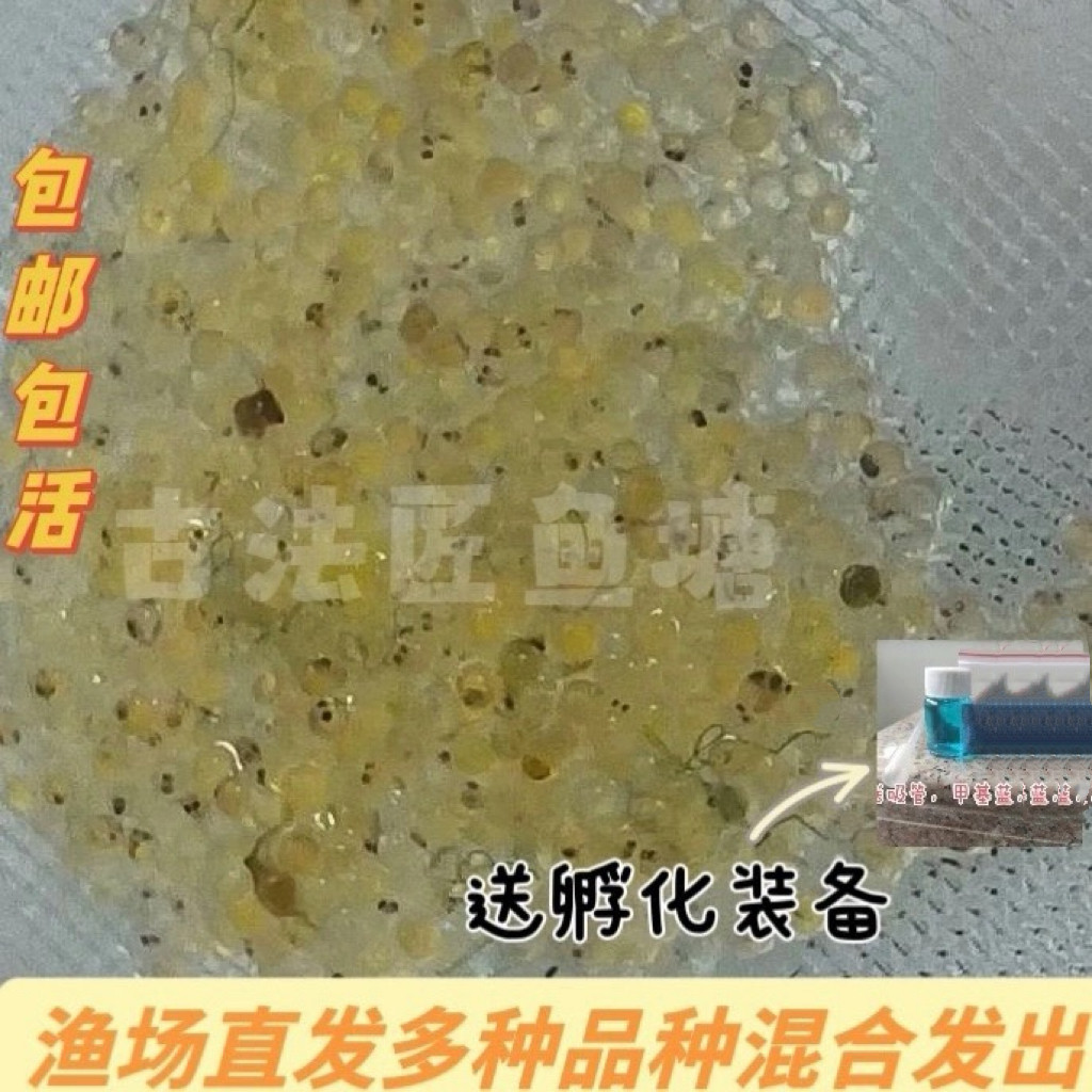 观背青鳉鱼卵观赏鱼天使之翼鱼卵小型冷水鱼新手可养不加温不过滤