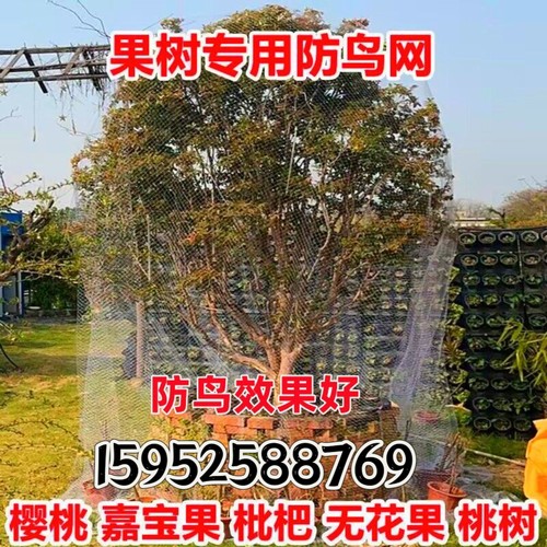 果树防鸟网 樱桃树枇杷树嘉宝树防鸟罩尼龙网葡萄园挡鸟拦鸟网子