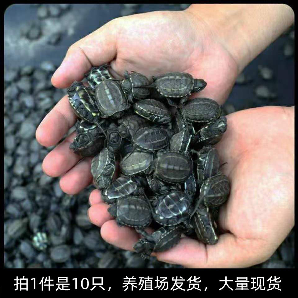 今年头苗草龟中华黑腹墨龟活体宠物情侣一对外塘冷水乌龟批小龟发