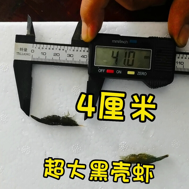 黑壳虾除藻虾超大观赏虾 草虾 工具虾 辣椒榕草缸 乌龟雷龙饲料虾