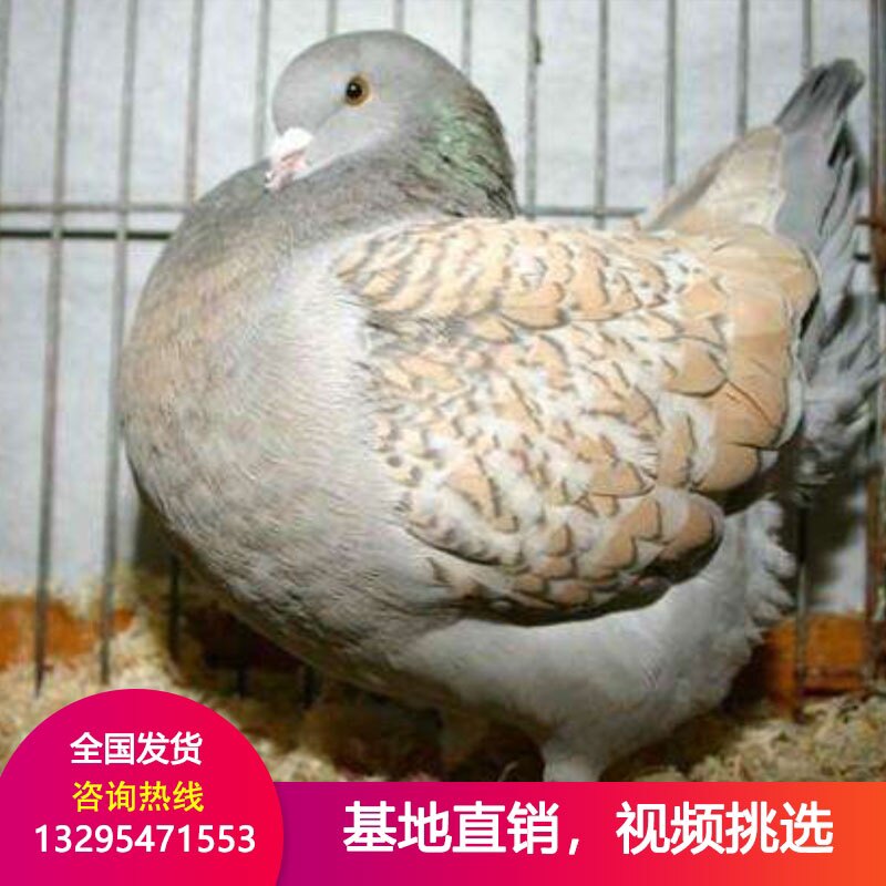 元宝鸽子活一对青年种鸽观赏鸽活鸟