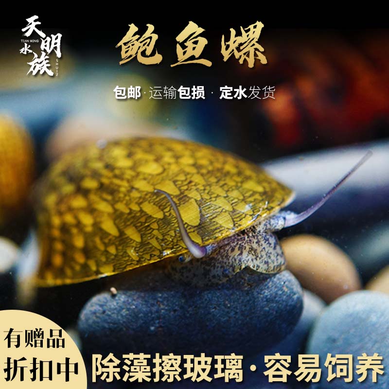 包邮鲍鱼螺淡水鱼缸除藻篱螺观赏斗笠螺活体蜗牛宠物水草缸工具螺