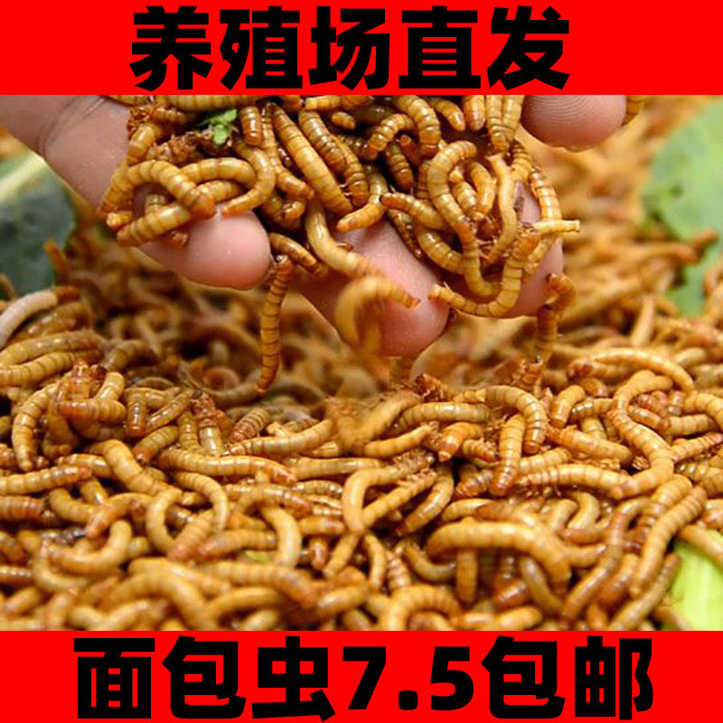 面包虫活体黄粉虫活虫鹦鹉鱼乌龟金龙鱼画眉鸟石蛙饲料500克包邮