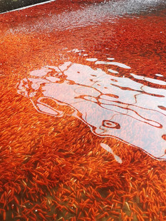 观赏鱼红草金鱼活体冷水鱼龙鱼乌龟活食饲料练手耐养垂钓宠物鱼苗