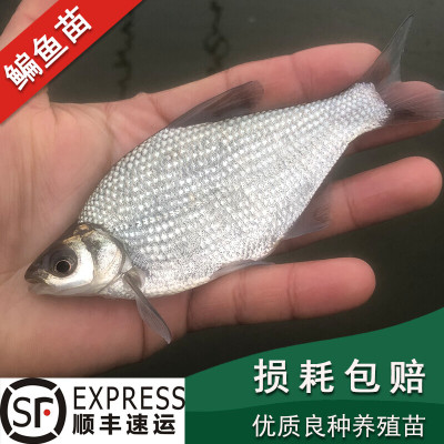 鳊鱼苗长身柳叶鳊三角团头鲂大小武昌扁鱼活体淡水好养殖食用鱼苗