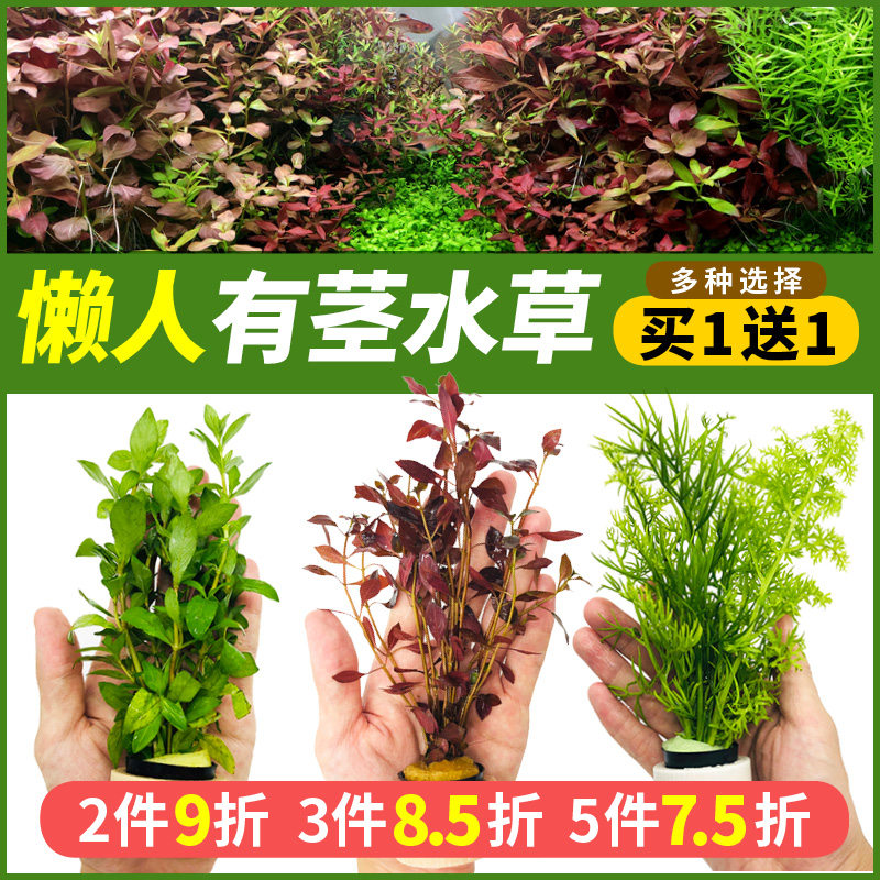 鱼缸造景懒人水草植物活体淡水套餐莫斯水榕懒人前中后景水草包邮