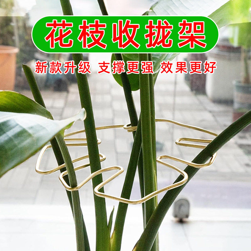 龟背竹支撑杆天堂鸟防倒伏固定器图片