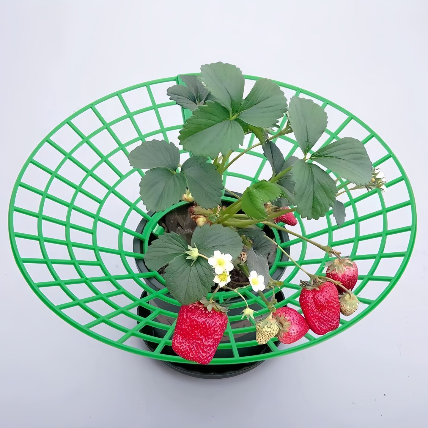 草莓立体栽培架种植托架方形盆栽培草莓托盘架支架防烂水培草莓架