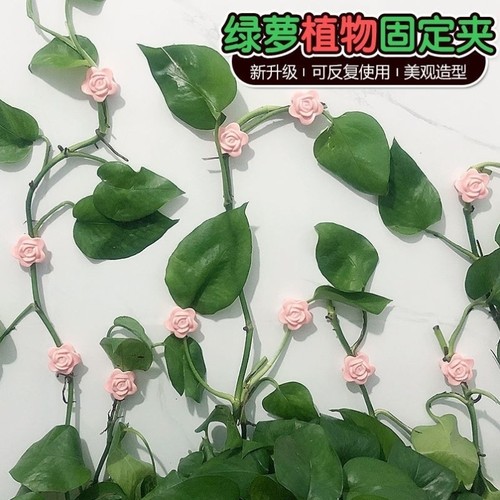 绿萝爬墙神器藤蔓室内绿植免钉贴墙自粘式挂钩墙上固定器无痕攀爬