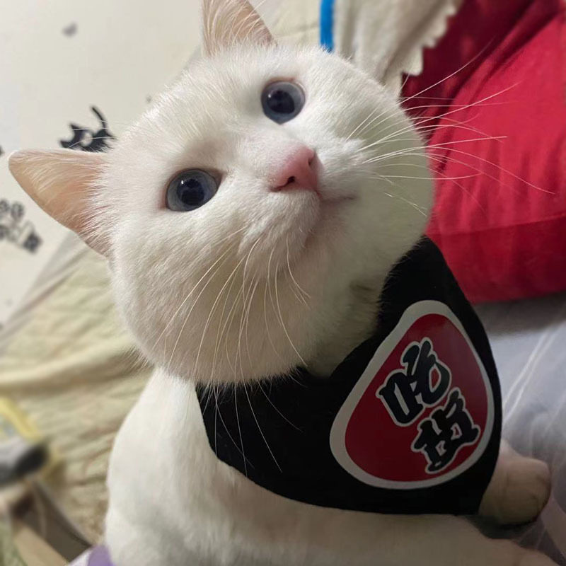 宠物泰迪狗狗猫咪围脖围巾口水巾项圈方巾三角巾金毛围嘴饰品