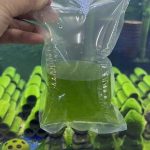 短绒藻种长绒藻孢子引种藻种液藻源藻石鱼缸造景天然绿苔藻源液