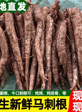 云南野生开紫红色花大蓟根菜 马刺根鸡刺根恶鸡婆 新鲜现挖