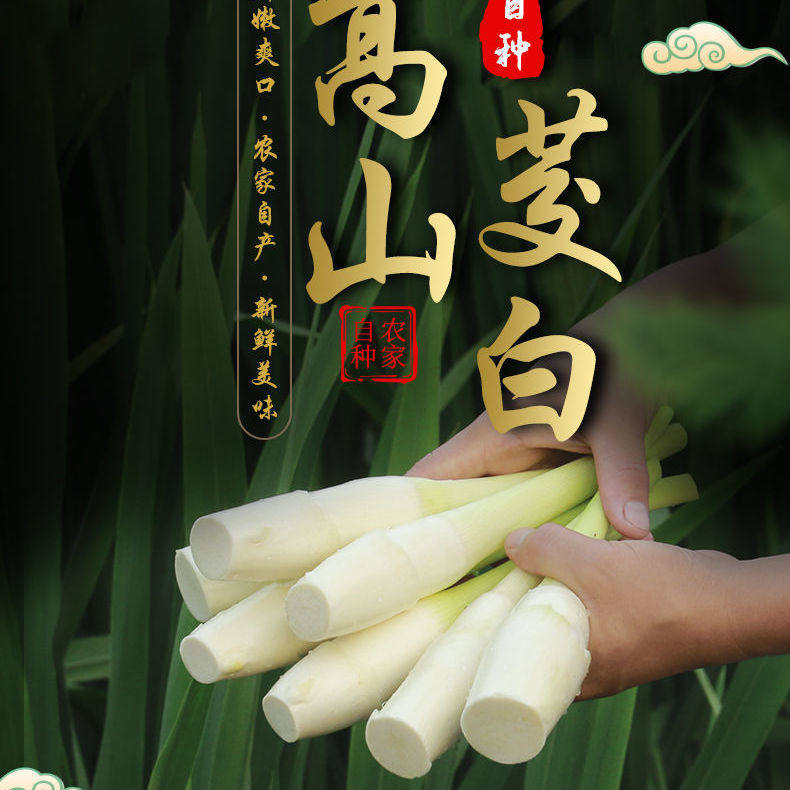 新鲜现摘茭白农家自种高山绿色蔬菜高笋茭瓜孕妇月子营养时令茭笋