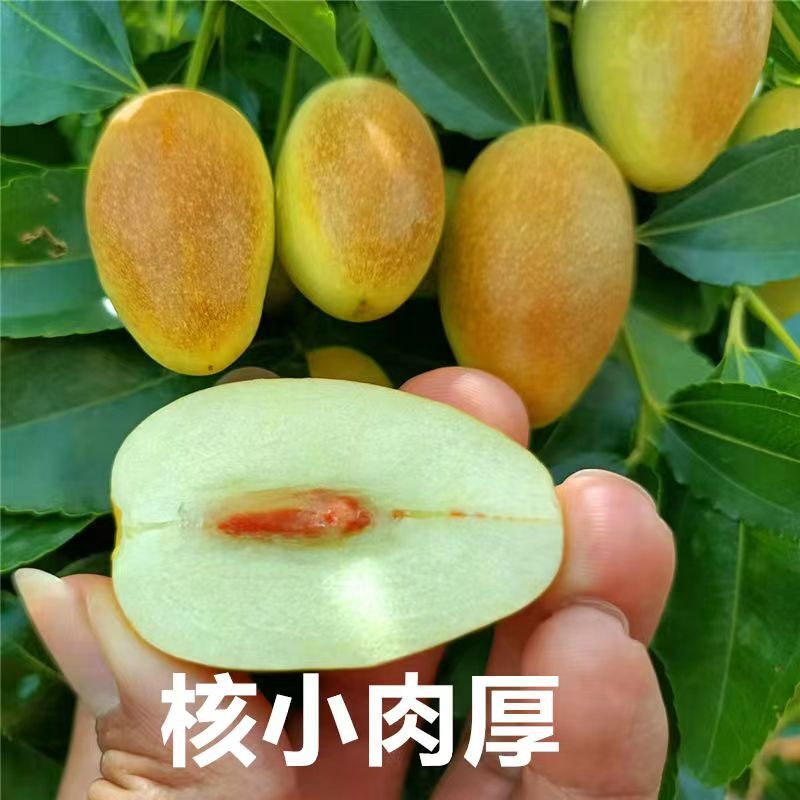 云南特产水果新鲜蜜枣金丝小枣农家自种甜脆枣冰糖枣应季水果批发