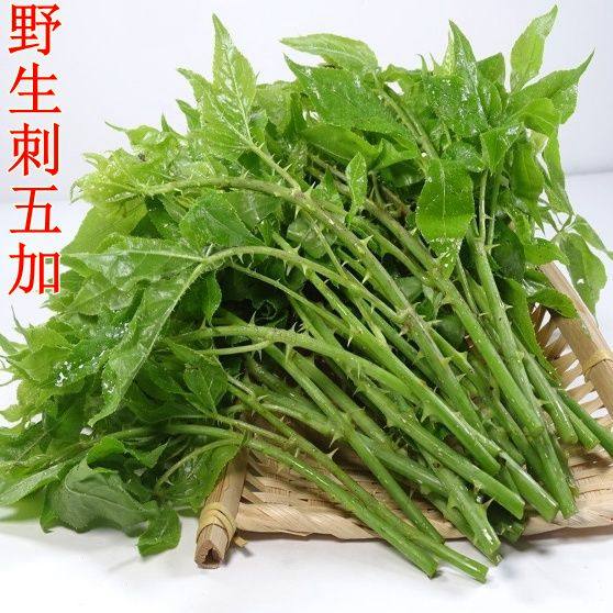 云南德宏傣家野生刺五加新鲜蔬菜现摘傣族时令五加葑撒苤苦凉菜