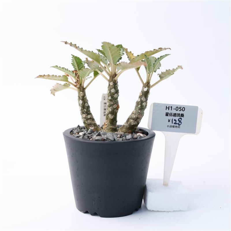 【朴原】霍伍德琉桑 Dorstenia horwoodii 园艺绿植盆栽多肉阳台