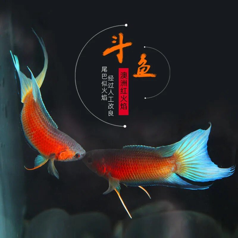 中国斗鱼超大巨普繁殖组澳洲红火焰白化红白兔黄金淡水冷水观赏鱼