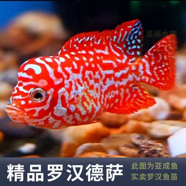 罗汉鱼泰国进口观赏鱼热带鱼火凤泰金麒麟高起头亚成金花好养耐活
