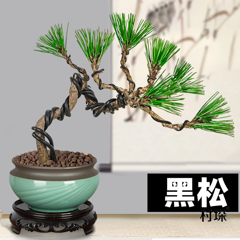 黑松造型风景树盆景桩客厅四季常青盆栽办公室内桌面好养活阳台