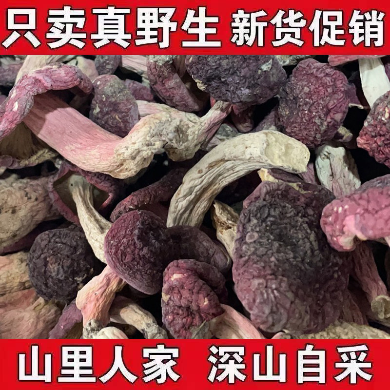 不开伞红菇红香菌红椎菌野生河南红菌250g红蘑菇干货月子菇滋补大