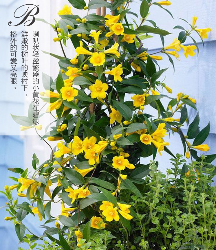 爬藤植物法国香水盆栽室内外阳台法国香水藤花茉莉花苗耐寒植物