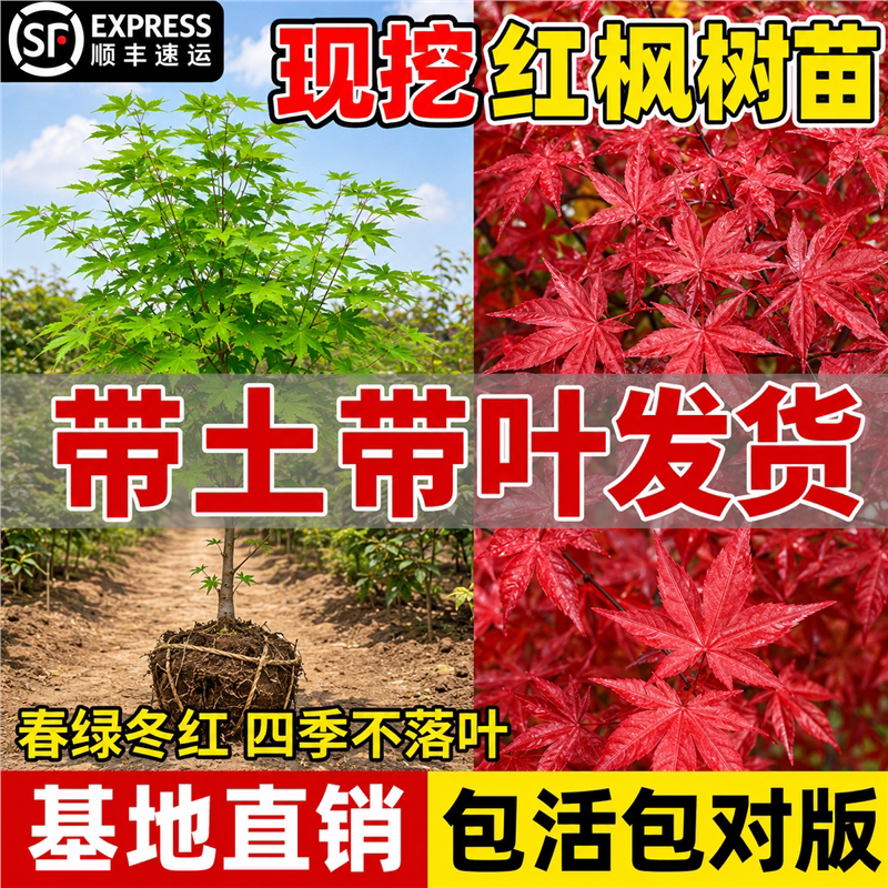 红枫树苗日本舞姬四季庭院图片