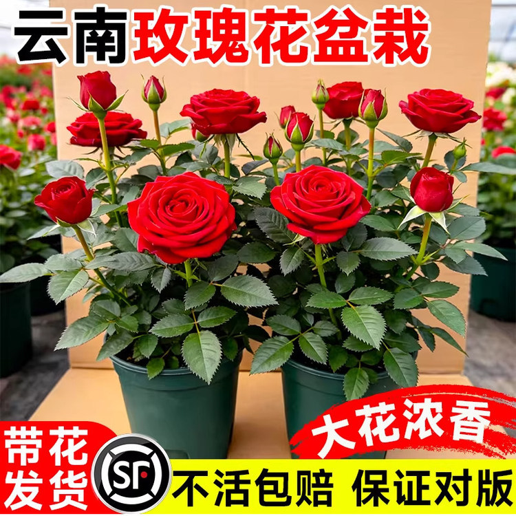 玫瑰花盆栽带花苞多色果汁阳台月季花苗多季开花卉绿植物树苗老桩图片