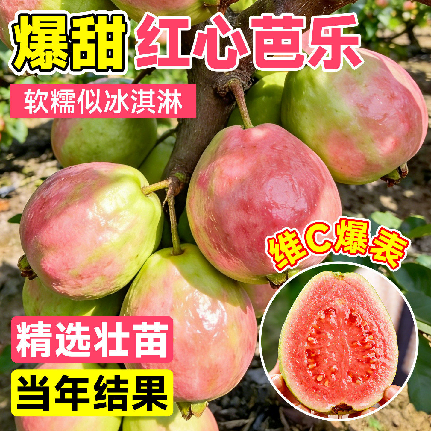 芭乐番石榴树果苗红心树苗南方种植庭院盆栽地栽四季果树当年结果