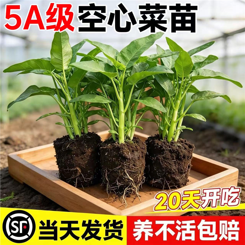 三叉空心菜苗速生蔬菜种子好养多茬带根带土四季大叶高产新鲜秧苗