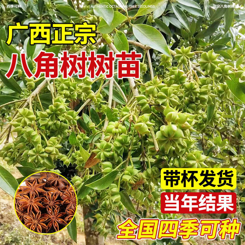 八角树树苗盆栽广西大红罗马嫁接大苗食用大料南方北方种植茴香树