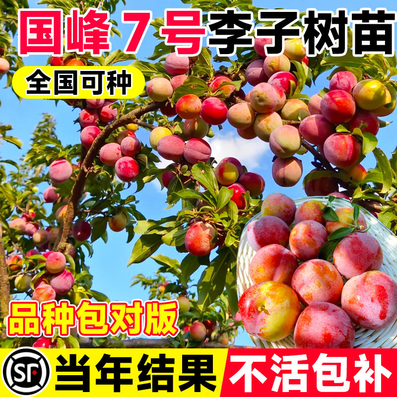 李子树苗国峰7号脆甜果树果苗盆栽蜂糖新品种特大号南北方可种植,鲜花速递/花卉仿真/绿植园艺,果树,淘宝优惠券,粉丝福利购,淘宝优惠卷