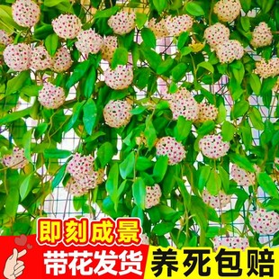 室内爬藤吊兰绿植盆栽花卉 球兰花苗 绿叶花心球兰大苗攀援植物