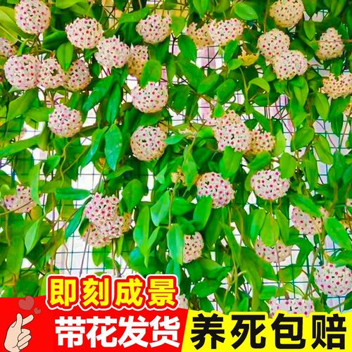 绿植球兰爬藤花卉四季开花