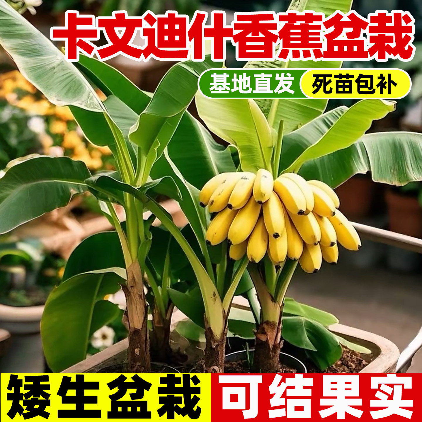 卡文迪什香蕉树苗盆栽四季可种超矮当年结果植物地栽观赏食用绿植图片