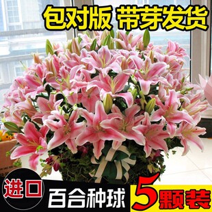 香水百合花种球盆栽花卉植物室内花种子好养活郁金香种籽四季开花
