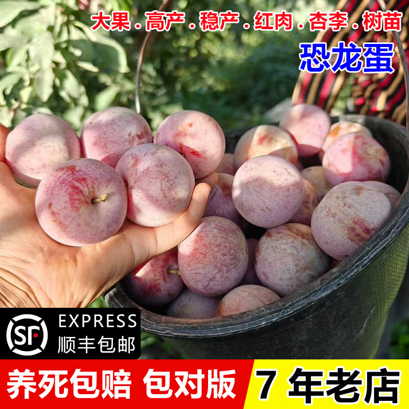 嫁接美国杏李苗恐龙蛋李子树苗晚熟红肉李子苗盆栽地栽南北方种植