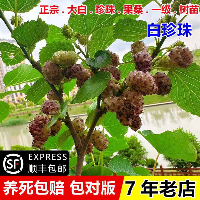 韩国大白珍珠桑葚树苗桑树苗桑葚苗果桑白桑葚盆栽地栽南北方种植