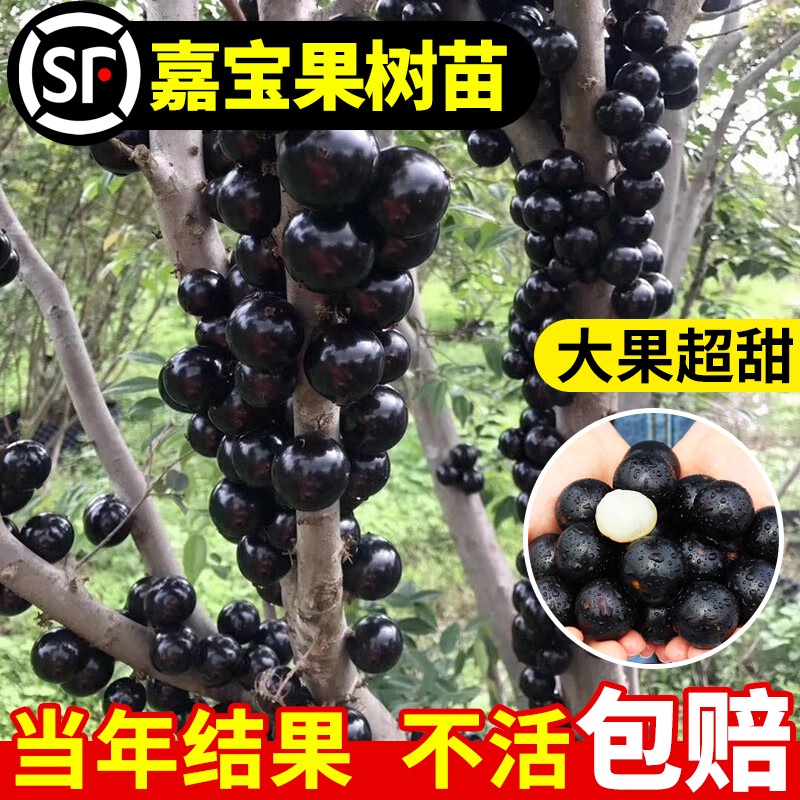 四季嘉宝果树果苗沙巴艾斯卡