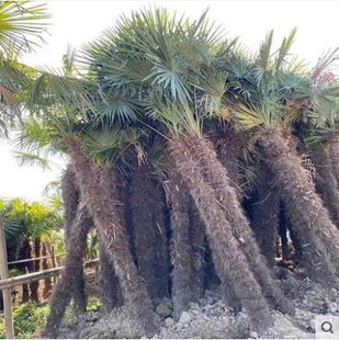 常青景观庭院植物耐寒 盆栽棕榈树苗棕树苗棕榈苗扇子树苗四季