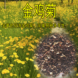 多年生大花 易播 速生 景观花卉种 金钱菊种子 金鸡菊种子 四季