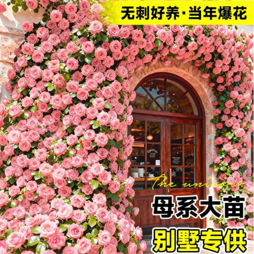 特大爬藤本月季蔷薇花苗佛罗伦蒂娜耐寒植物室外花卉玫瑰四季开花