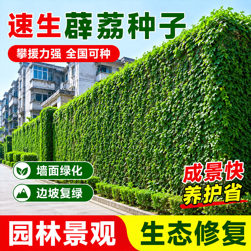 薜荔种子常绿攀援藤本耐旱图片