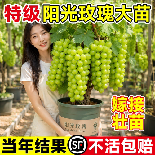 阳光玫瑰葡萄苗果树盆栽带