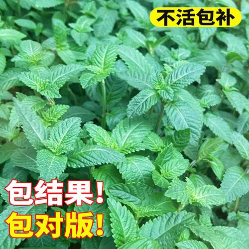 凉粉草种子特菜仙人冻仙草尖萼鱼黄草四季播种阳台庭院蔬菜种子籽