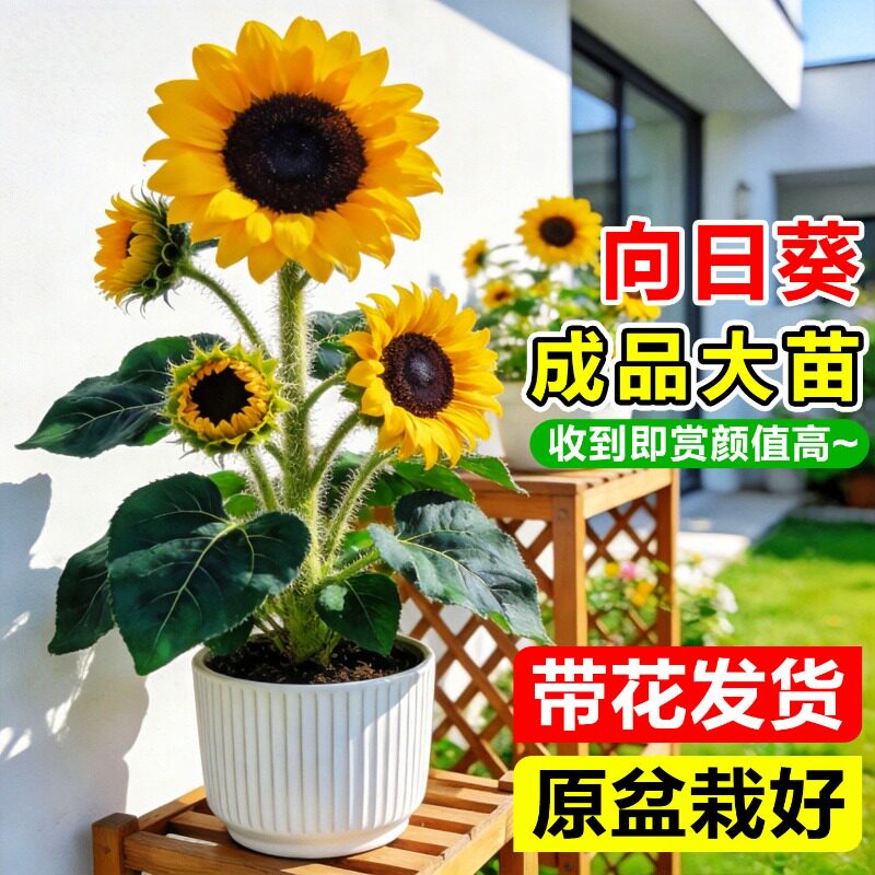向日葵盆栽带花成品大苗阳台花卉绿植四季开太阳花种子室内鲜花束