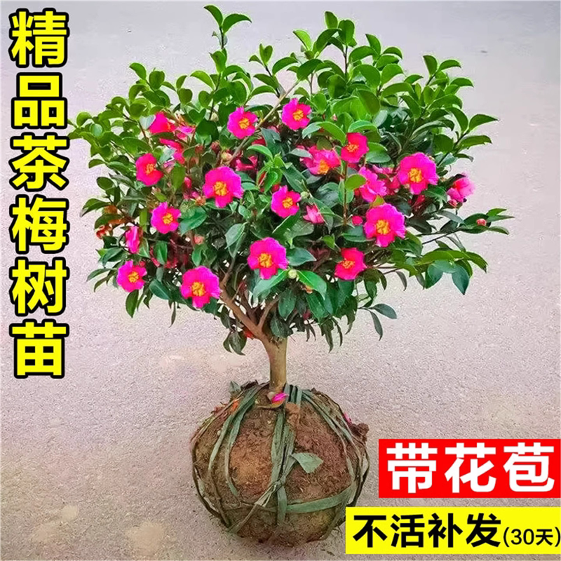 茶梅花苗带花苞阳台花园耐寒四季山茶花树苗室内外花卉盆栽绿植物